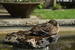 鴨,鳥,動(dòng)物