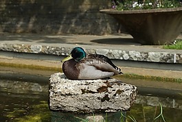 鴨,鳥,池塘