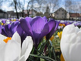 藏红花,春天,frühlingsanfang