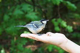 山雀,鳥,自然