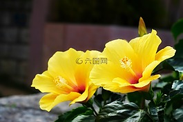 花,大自然,植物