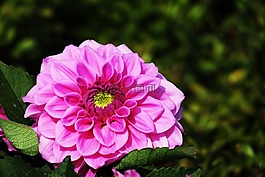 芍藥,大自然,花