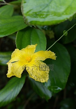 花,黃色,自然