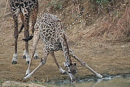 長(zhǎng)頸鹿,野生動(dòng)物園,非洲
