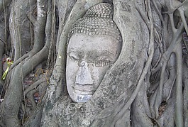 佛,神秘的樹,曼谷旅行