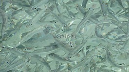 學校,魚,水下