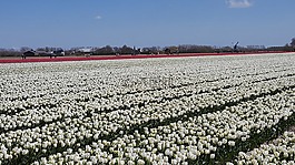 白,郁金香,flowerbulbs