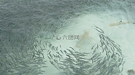 學校,魚,水下