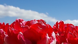 tulp,十字,天空別墅公寓