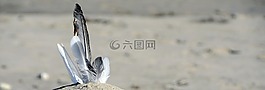 羽毛,海鷗羽毛,沙