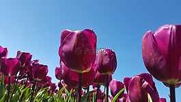 郁金香,flowerbulbs,紫色