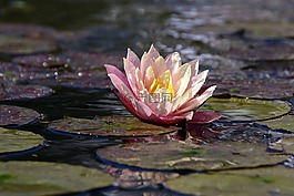睡蓮,水生植物,開花