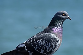 鴿子,街道聾,鳥