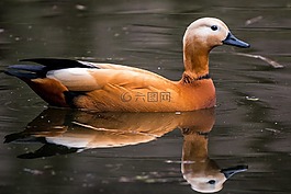 铁锈鹅,tadorna ferruginea,水禽