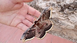 蛾,性質(zhì),動物