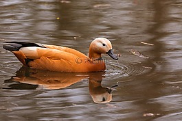 铁锈鹅,tadorna ferruginea,水禽