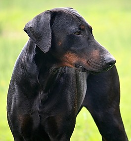 狗,杜伯文犬,黑
