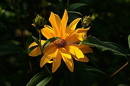 花,開(kāi)花,黃色