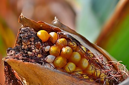 玉米棒,小麥,農(nóng)業(yè)