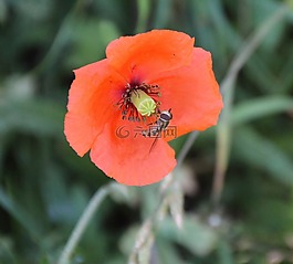 黃蜂,昆蟲,開花