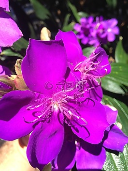 紫色的花,紫色,花卉