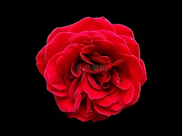 玫瑰,紅色,花卉