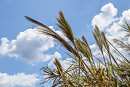 蘆葦,天空,云