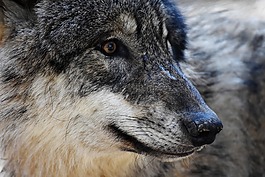 狼,野生動物,捕食