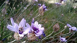 鮮花,大黃蜂,昆蟲