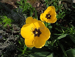 郁金香,黃色,鮮花