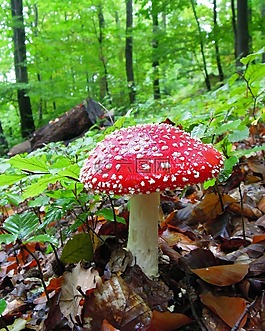 蘑菇,飞木耳,斑