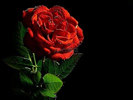 玫瑰,紅色,花