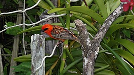 鳥,性質(zhì),動物世界