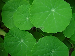 金蓮花,葉子,葉