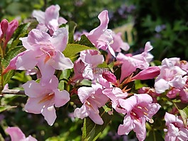 鲜花,krzewuszka,粉色