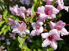 鲜花,krzewuszka,粉色