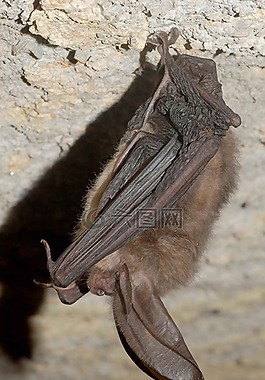 townsendii,corynorhinus,蝙蝠