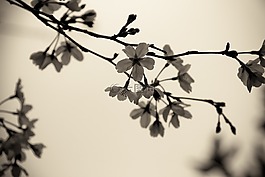 櫻花,花朵,春天