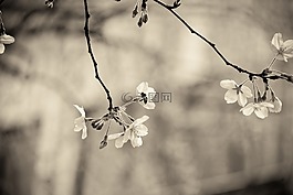 櫻花,花朵,春天