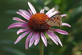 蝴蝶,花,昆蟲
