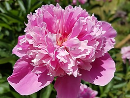 鲜花,牡丹,粉色