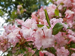 鲜花,杜鹃花,粉色