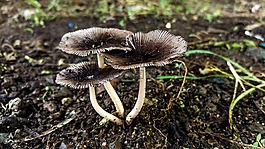 自然,菌類,木材