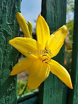 鮮花,百合,黃色