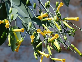 蓝绿色烟草,开花,黄色