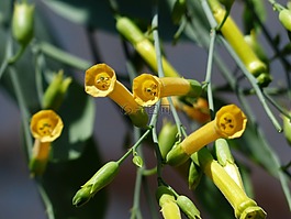藍(lán)綠色煙草,開花,黃色
