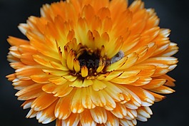 花,開花,萼片