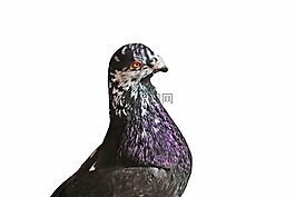 帕洛馬,ave,動物
