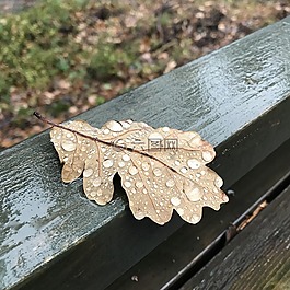 奧克,葉,雨滴