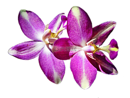 雌蕊,花瓣,蘭花